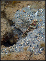 Cryptocentrus leptocephalus