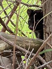 Pseudocheirus occidentalis