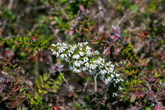Cryptandra arbutiflora