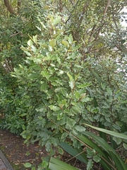 Olearia paniculata