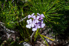 Stylidium affine