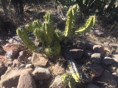 Myrtillocactus cochal