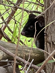 Pseudocheirus occidentalis