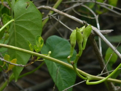 Ipomoea violacea