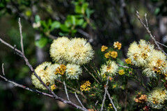 Melaleuca systena