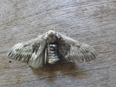 Megalopyginae
