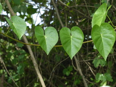 Ipomoea violacea