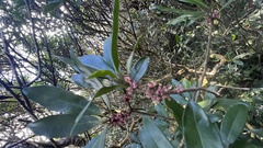 Myrsine seguinii