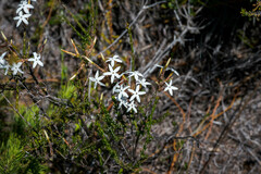 Lysinema pentapetalum