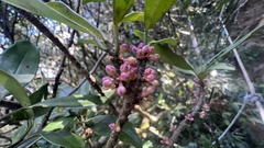 Myrsine seguinii