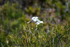 Drosera pallida