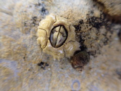 Chthamalus antennatus