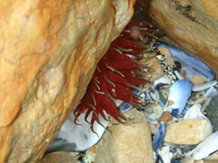 Phlyctenanthus australis