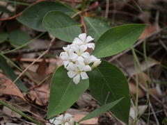 Billardiera floribunda