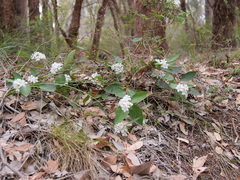 Billardiera floribunda