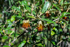 Diplolaena dampieri