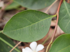 Billardiera floribunda