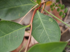 Billardiera floribunda