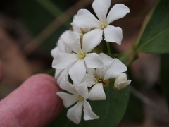 Billardiera floribunda