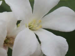 Billardiera floribunda