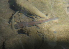 Ambystoma velasci