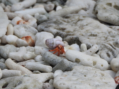 Coenobita perlatus