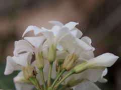 Billardiera floribunda