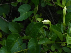Ipomoea violacea