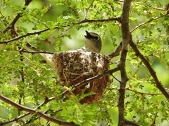 Vireo cassinii lucasanus