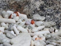 Coenobita perlatus