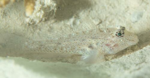 African fusegoby (Fusigobius neophytus) — Gobiidae