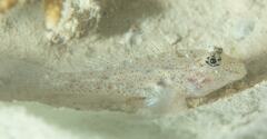 Fusigobius neophytus