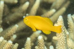 Gobiodon okinawae