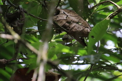 Ceratopipra mentalis