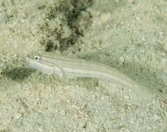 Valenciennea muralis