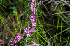 Hypocalymma robustum