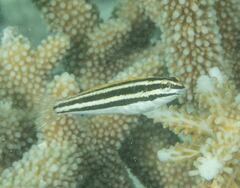 Petroscirtes fallax