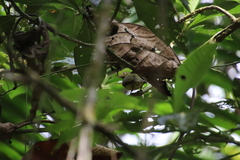 Ceratopipra mentalis