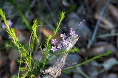 Philotheca spicata