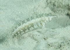 Parapercis australis