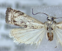 Microcrambus kimballi