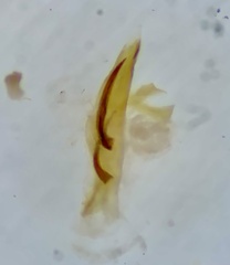 Microcrambus kimballi