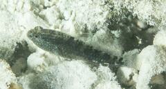 Asterropteryx semipunctata