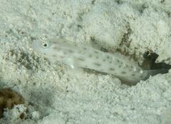 Ctenogobiops mitodes