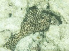 Epinephelus quoyanus