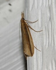 Donacaula albicostellus