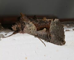 Autographa ampla