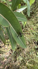 Cylindromyia nigricosta