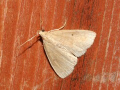 Zanclognatha protumnusalis