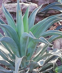 Agave